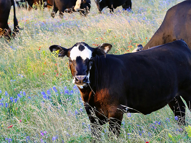 About a month before calving is supposed to start, prepare for the season. It&#039;s not uncommon for calving to start about two weeks earlier than anticipated. (Progressive Farmer photo by Karl Wolfshohl)