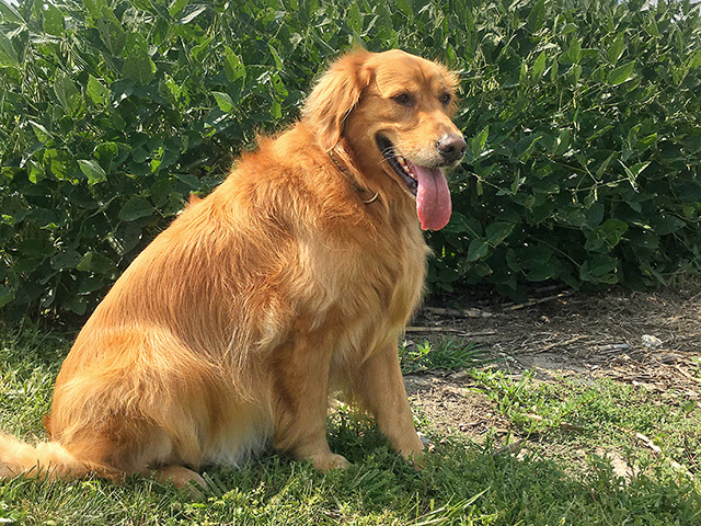 Hot days mean it&#039;s important to protect pets from the heat, even if they are used to working outside. Damage caused by a heat stroke may not show up for days.(Progressive Farmer photo by Pamela Smith)