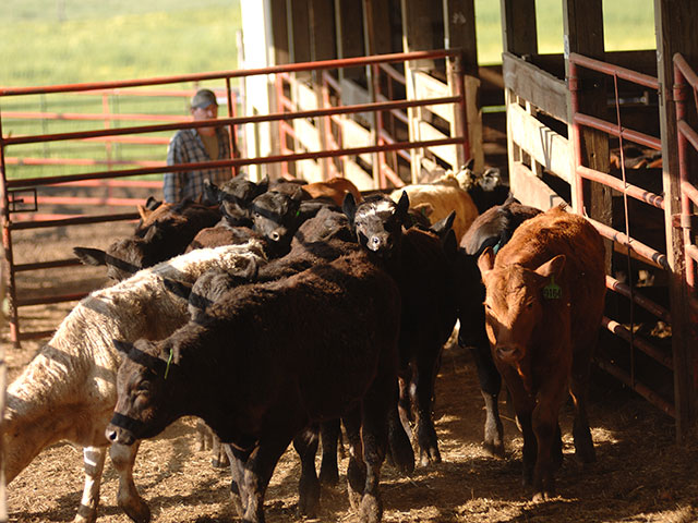 These simple steps can help producers increase feeder calf prices. (Progressive Farmer photo by Victoria G. Myers)