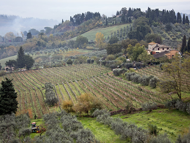 Olive harvest in Italy is big. (Progressive Farmer image by Joel Reichenberger)