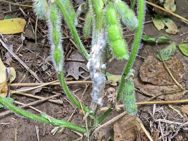 White mold infecting a soybean plant. (Progressive Farmer image by Beck&#039;s Hybrids)