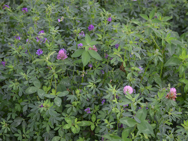 One of the advantages of the new varieties is a longer-time period when alfalfa can be harvested by livestock producers. Whereas 10% blooms is an important time to cut alfalfa to maintain quality in conventional production, this visual benchmark is not that important in low-lignin varieties. (DTN/Progressive Farmer photo by Dan Miller)