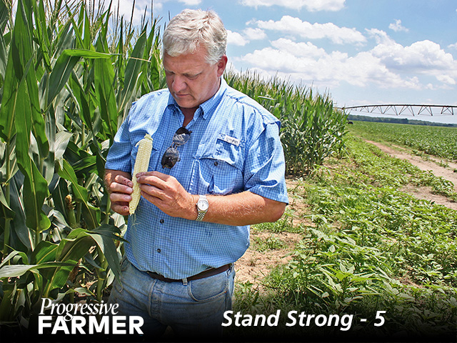 Perry Galloway, of Gregory, Arkansas, counts ear rows and kernels. (DTN/Progressive Farmer photo by David Bennett)