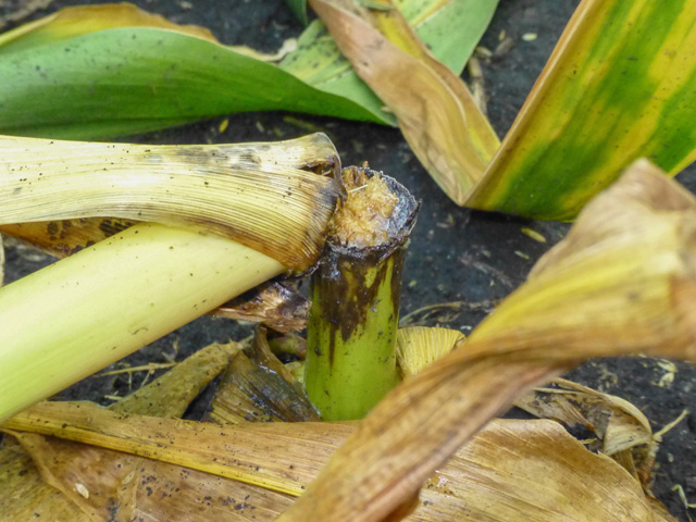 Watch for stand issues this fall, such as this corn plant infected with Physoderma stalk rot, which has caused it to snap over at a lower node. (Photo courtesy Daren Mueller, Iowa State University) 