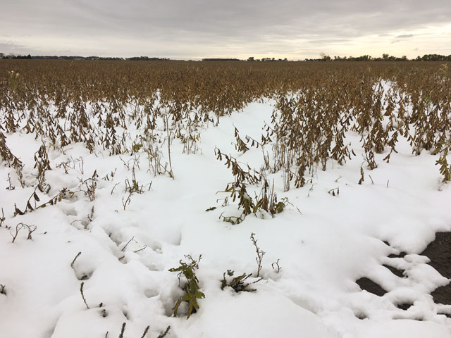 Soybean fields that were buried in the snow during Oct. 10-12 in the Northern Plains may get stranded again by rain during the next seven days. (Photo by Laura Edwards)