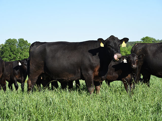 Middle-Georgia producers are benefiting from a homegrown beef export program. (DTN/Progressive Farmer photo by Becky Mills)