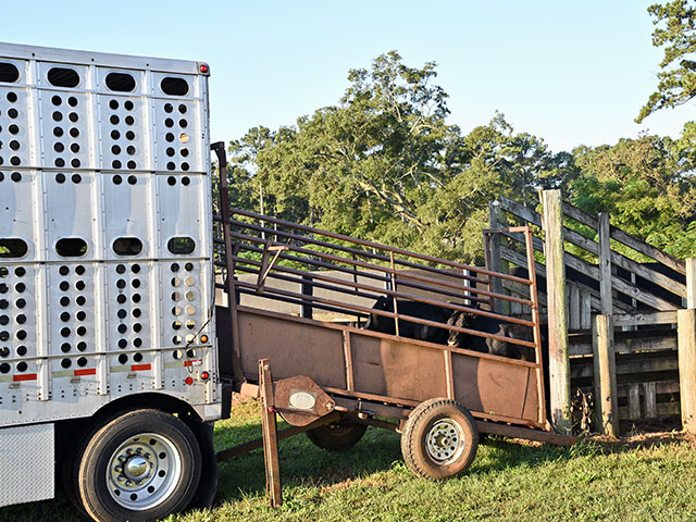 Hauling guidelines are based on animal weight and trailer size. (DTN/Progressive Farmer photo by Becky Mills)