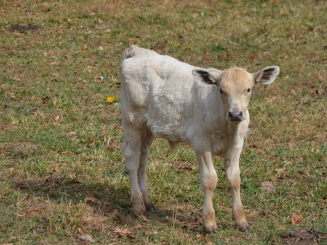 While the overall trend appears to be positive for the beef industry, cow-calf producers are struggling in many areas to cover costs. (DTN/Progressive Farmer photo by Victoria G. Myers)