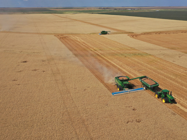 Wheat is downright competitive for the Horton family, who farm and have a seed service near Leoti, Kansas. In 2019, individuals within the farm family once again ranked among the top in their state and in the nation for yield and percentage increase over county yield averages. (DTN photo by Joel Reichenberger)