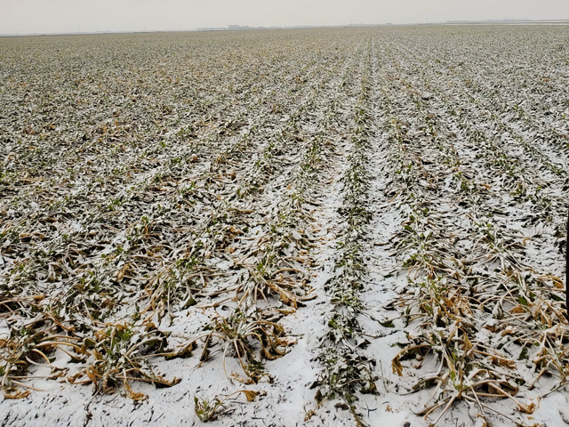 Last fall, bad weather hit particularly hard in the Red River Valley of North Dakota and Minnesota and made it impossible to harvest sugar beets. That&#039;s one reason for the forecast of tighter supplies this year and calls for USDA to allow more sugar imports. (Photo courtesy of Curt Knutson, a sugar beet grower near Fisher, Minnesota)