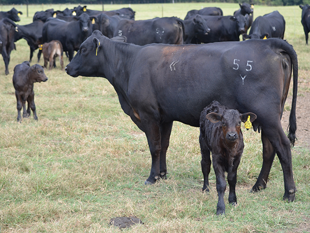 Herd nutrition and mineral programs can increase instances of retained placenta in the herd. (DTN/Progressive Farmer photo by Dan Miller)