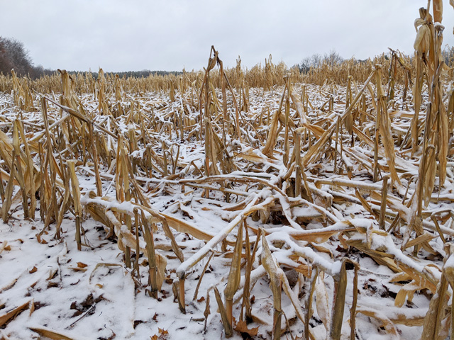 Snow, ice and wind have taken their toll on standing cornfields in Ontario, where late planting and wet conditions have delayed harvest into December. (Photo courtesy of Dan Petker) 
