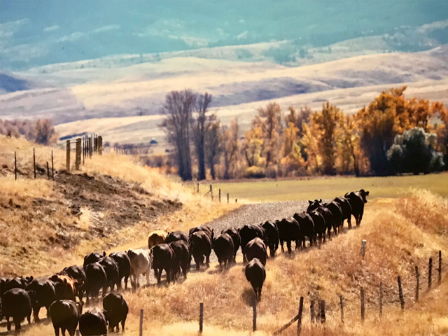 As 2019 comes to an end, putting this year&#039;s market into perspective is essential as cattlemen prepare for 2020&#039;s opportunity. (Photo by ShayLe Stewart) 