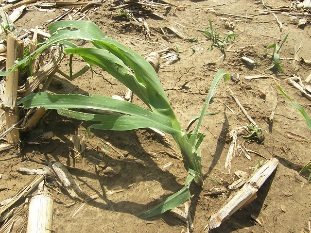 Shredded leaves can send farmers running for the sprayer, but there is no evidence that fungicide applications can improve yields in hail-damaged crops. Fungicides work only on fungal diseases, and those don&#039;t require tissue damage such as that created by hail to take hold. (DTN photo by Russ Quinn)
