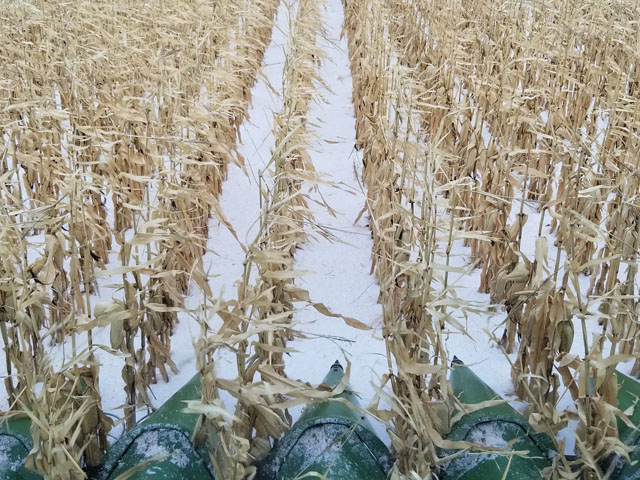 It was a snowy harvest in North Dakota, where nearly 50% of the corn remains in some spots. "It&#039;s been a tough year here. The door closed on some corn now, and there&#039;s a crazy amount out there yet. We had one variety at 49 lbs. per bushel; rest seemed to be 50-plus and up to 54, and we put in the bin around 20 moisture or less. Few bushels went in the low-temp drying bin. There is definitely some low test weight corn out there," said Mark Rohrich, Ashley, North Dakota. (Photo courtesy of Mark Rohrich)