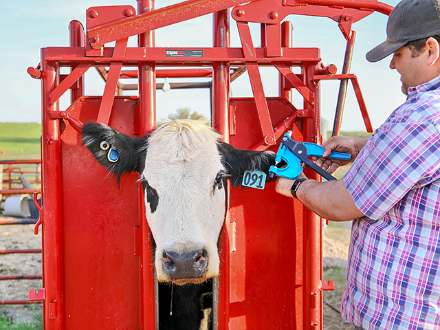 A producer takes samples for DNA testing with a tissue sampling unit. (Progressive Farmer image Provided by Neogen)