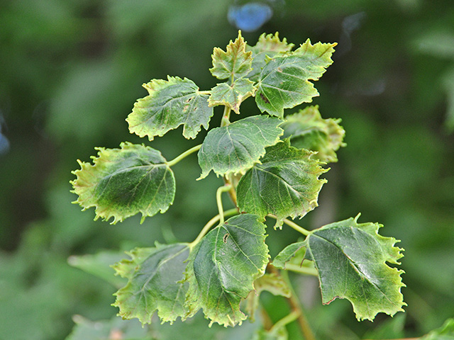 This maple in southeast Nebraska exhibits dicamba injury. State officials report these incidences are on the rise. (Progressive Farmer image by Emily Unglesbee)