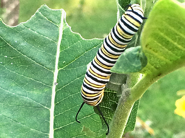 Monarch caterpillar (Progressive Farmer image by Pamela Smith)
