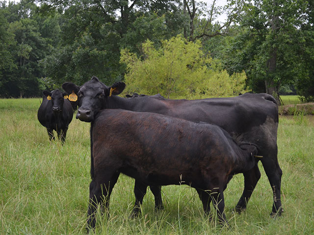 Over 888 Missouri farms are enrolled in the state&#039;s Show-Me-Select heifer development program. They&#039;ve sold heifers to producers in 20 states. (Progressive Farmer image by Victoria G. Myers)