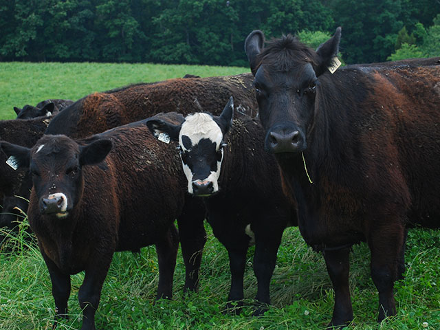 The U.S. Roundtable for Sustainable Beef (USRSB) recognized Where Food Comes From&#039;s new BeefCARE sustainability standard for cow/calf and stocker operations, as aligning with USRSB&#039;s metrics and indicators. (Progressive Farmer image by Boyd Kidwell)