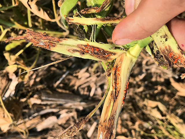 Gall midge larvae begin as white maggots and turn orange as they mature and devour the inside of soybean stems. (Progressive Farmer image by Justin McMechan, University of Nebraska)