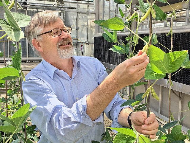 Some SCN-resistant genes are easier to work with than others when it comes to inserting into high-yielding lines, but plant breeders are making breakthroughs, says Brian Diers, University of Illinois. (Progressive Farmer image by University of Illinois)
