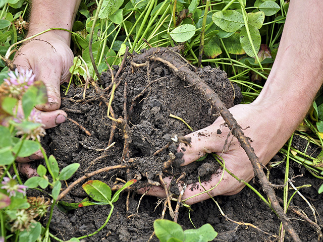 Kura clover&#039;s extensive perennial root and rhizome system accounts for its mat-like habit. (Progressive Farmer image by University of Minnesota)