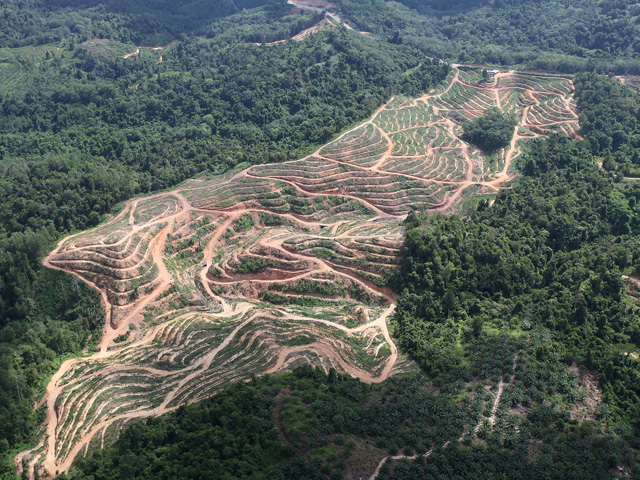 Purdue University study finds biofuels production in the United States was responsible for a fraction of 1% of deforestation in Malaysia and Indonesia. (Photo courtesy of mongabay.com) 