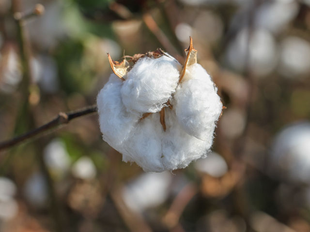 A new Bt trait, HPPD-tolerance, low-gossypol cotton and reniform-resistant cotton varieties are all expected to join the landscape in the 2020s. (DTN photo by Pamela Smith) 