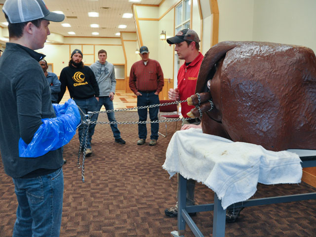 Dr. Tyler Dohlman (red shirt) of the Iowa State University College of Veterinary Medicine used a fake cow and calf to advise a volunteer on best methods to pull a calf, including proper chain placement. (DTN photo by Russ Quinn)