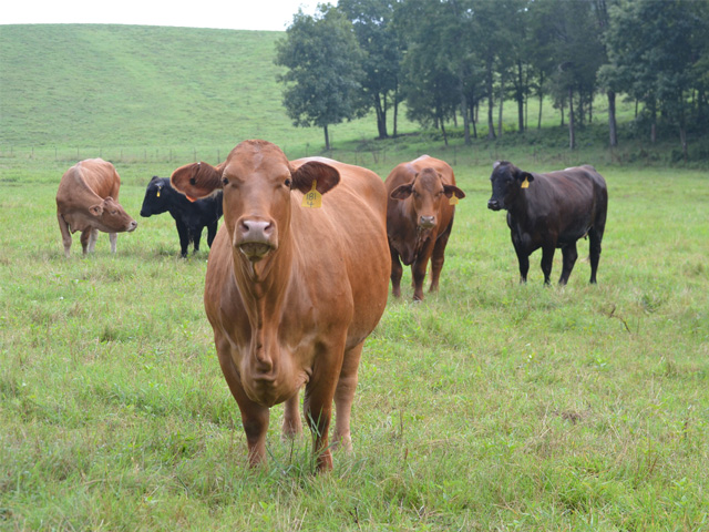 A new product, Envigor, is now part of a genetic ranking system by Neogen&#039;s Igenity Beef team, letting producers score hybrid vigor alone or in combination with already-existing tests for parentage and additive genetic variance. (Progressive Farmer image by Victoria G. Myers)