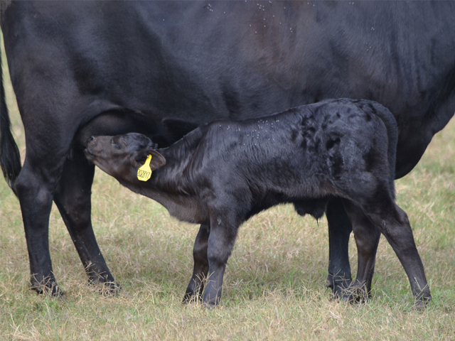 Maternal antibodies don&#039;t affect the immune response from intranasal vaccines. (Progressive Farmer photo by Victoria G. Myers)