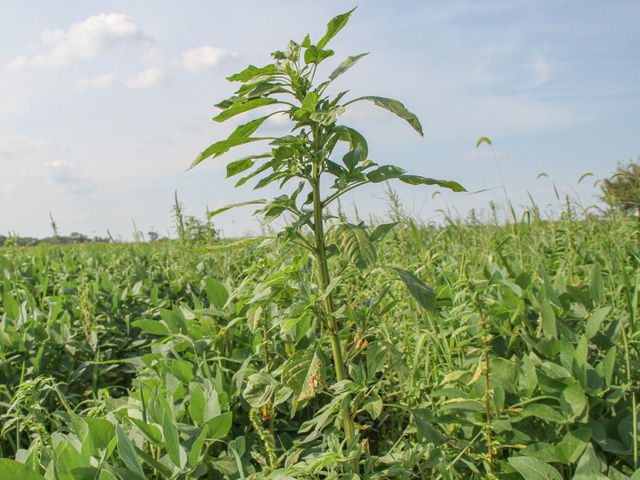 Southern scientists are in the process of confirming dicamba-resistant Palmer amaranth from the 2019 spraying season in Tennessee. (DTN photo by Pamela Smith) 