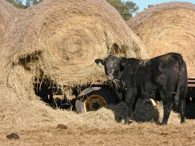Hay waste off a trailer feeder was found to exceed 11% in one study. (Progressive Farmer image by Becky Mills)