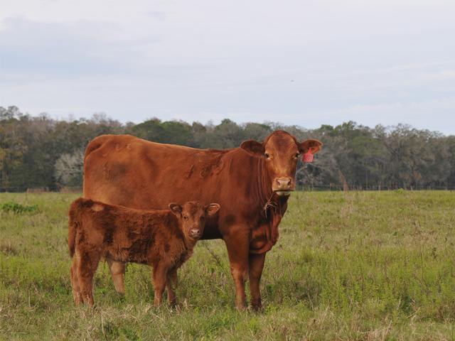 Two keys right now for cow-calf producers: timing and financial management. (Progressive Farmer photo by Becky Mills)