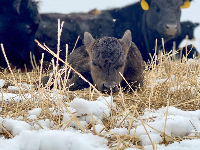 In complex times, the simple day-to-day to tasks like calving cows and tending to calves puts producer&#039;s minds at ease. (Photo by ShayLe Stewart)