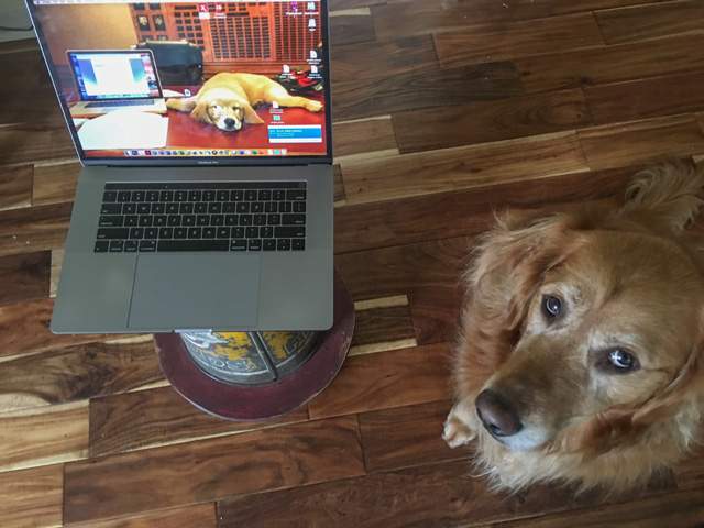 My two faithful working companions -- my dog and my computer -- are always by my side in this work-from-home environment. (DTN Photo by Pamela Smith)