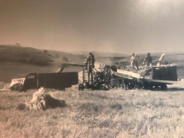Herman Hoines bringing in grain from the field in 1938. (Picture courtesy of Karen Hoines)