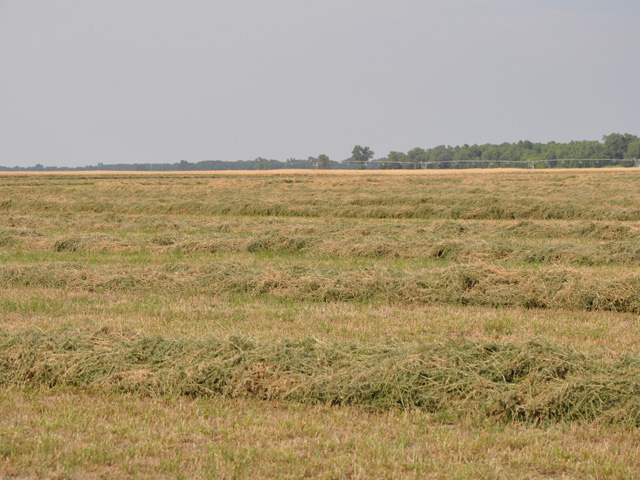 Forage crops in most of the Midwest are not having a normal growing season thanks to a cool, wet first half of the growing season. (DTN photo by Katie Dehlinger)