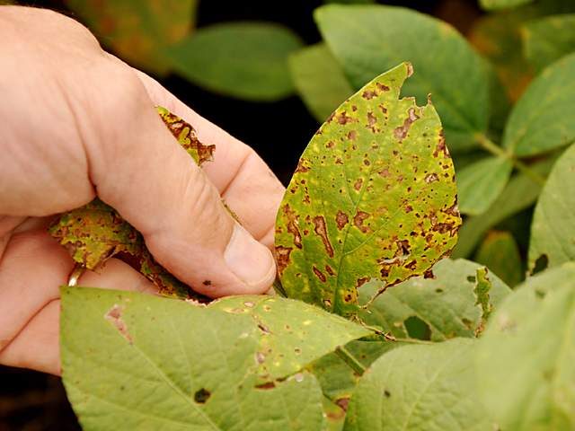 Submitting a soybean disease sample? Go ahead and send the whole plant if possible, plant diagnosticians say. (DTN/The Progressive Farmer photo by Gregg Hillyer)