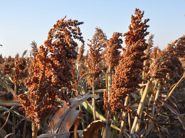 Sorghum oil generated at ethanol plants may soon be an approved biofuels feedstock for the Renewable Fuel Standard. (DTN file photo)  