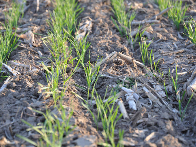 Wheat plants are developing earlier than usual, which means they need nitrogen at the root zone right now, as the size of the head is being developed. (DTN file photo by Katie Micik)