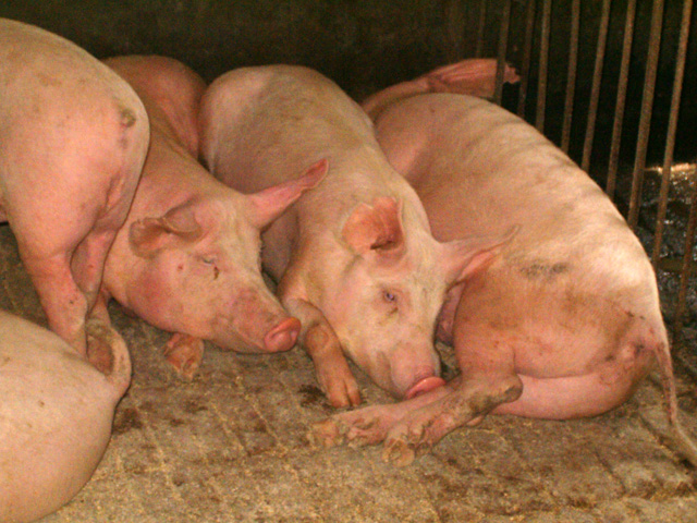 China&#039;s first case of African swine fever was found in Shenyang, Liaoning Province, in northeast China on Aug. 1, which led to 913 hogs being culled. (DTN file photo)