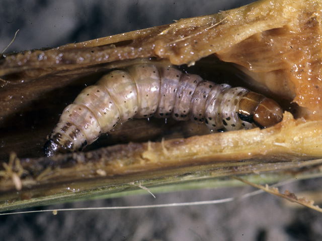 Growers who forgo Bt traits in 2017 should be alert for the risk of European corn borer damage, which cropped up in non-GM corn fields in 2016. (Photo courtesy Purdue University)