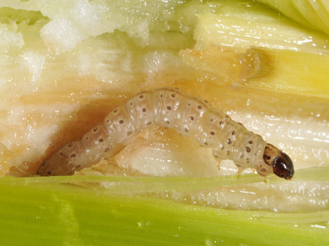 Scientists have confirmed Bt-resistant European corn borer populations in the Maritimes region of Canada. The insects are fully resistant to Cry1F, the Herculex I trait. (Photo courtesy of Purdue University)