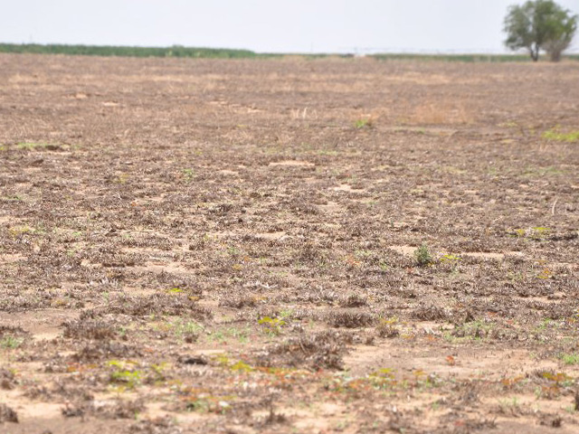 A Texas field a year after a fire, followed by drought. The pasture was unable to grow a stand. A climate study on land and food highlights the risks of extreme events on food production.  (DTN file photo by Chris Clayton) 