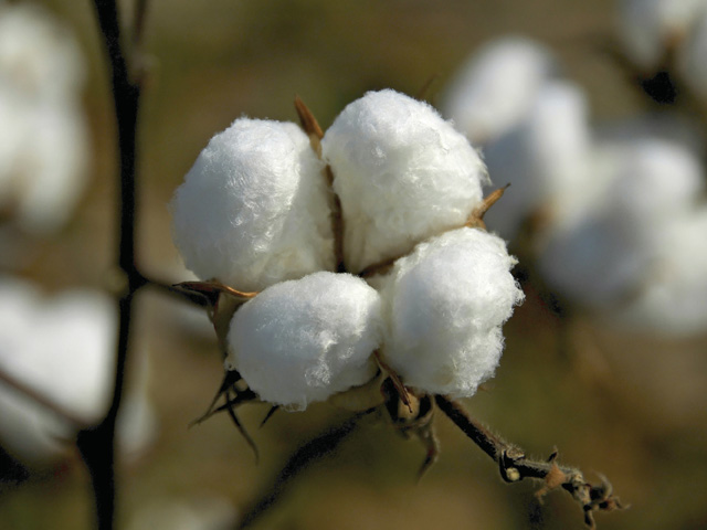 Under a new USDA program to offset the costs of cotton ginning, cotton farmers will receive a one-time payment based on their 2015 cotton acres reported to the Farm Service Agency. (Photo by Shutterstock)
