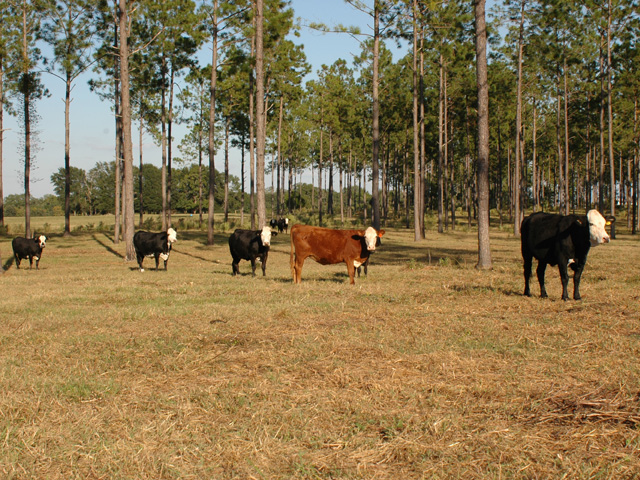 For pastures coming off last year's severe drought, some management changes will help this spring. (DTN file photo by Becky Mills)