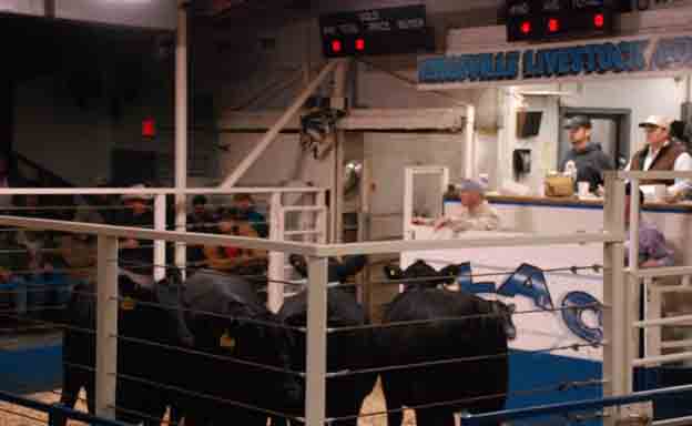 Sale barns continue to be open for business during the COVID-19 pandemic, but only buyers and auction staff are allowed into the building for sales. (DTN file photo)