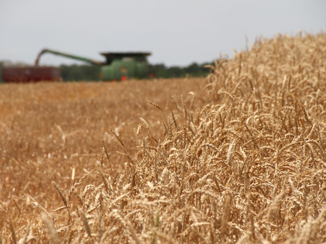 United States wheat export sales were 1.01 million metric tonnes for the week ending Dec. 20. This was the largest one-week sales volume reported since February 2011 and far exceeded expectations from the trade. (DTN photo by Pam Smith)